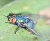 Lucilia sp.